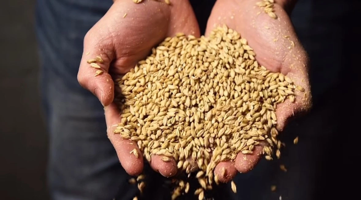 Grain Grain